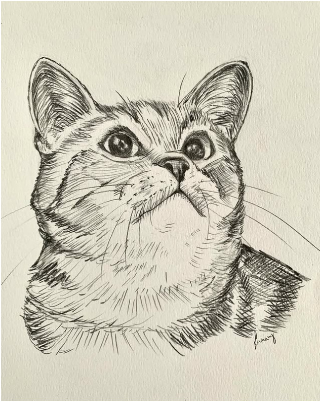 ilustração gato